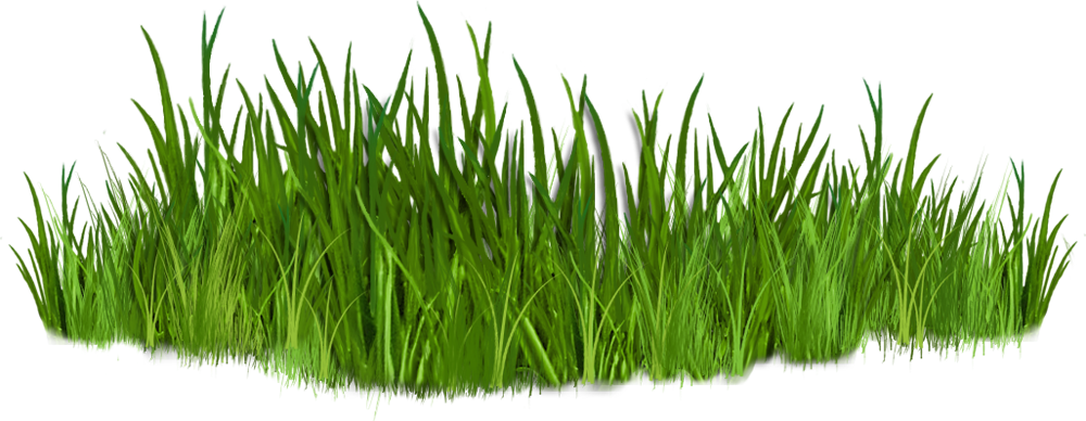 grass